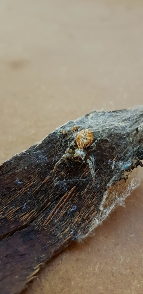 Community nest spiders (Stegodyphus)