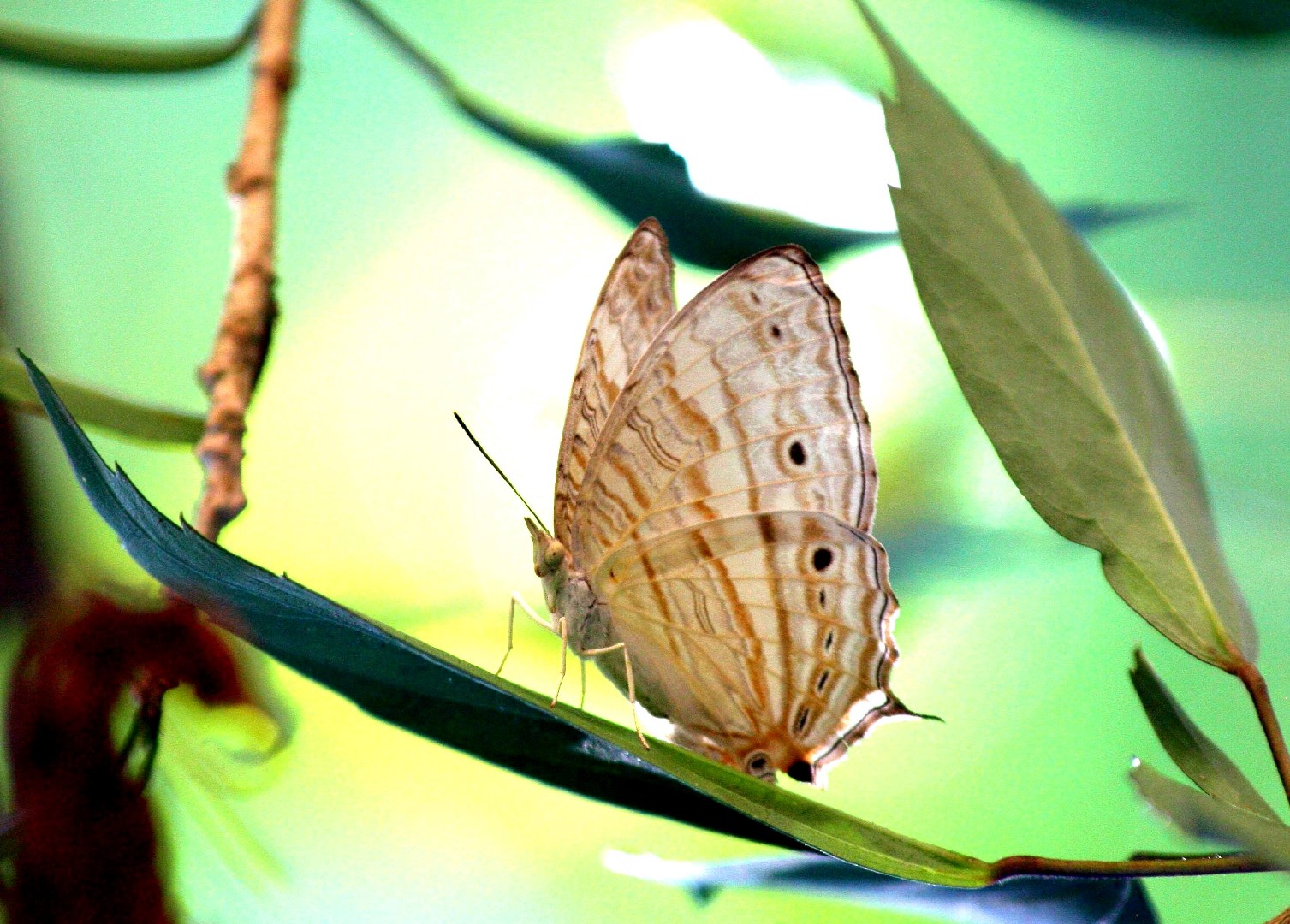 Cyrestis cocles (Cyrestis cocles) Picture Insect