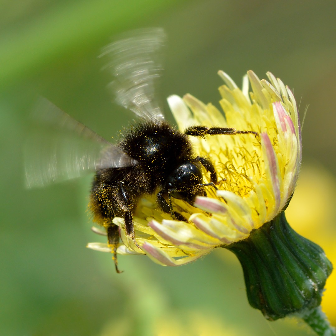 Каменный шмель (Bombus lapidarius) - Picture Insect