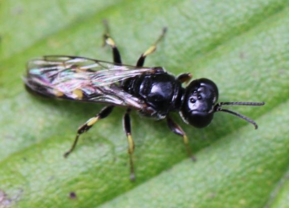 ワスプス wasps ビステ カンタベリー ワスプス wasps ビステ カンタベリー black wasp with white