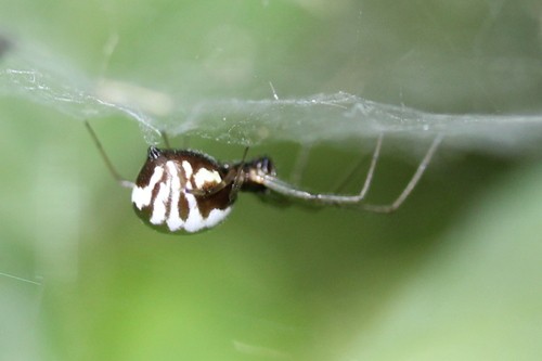 Araña tela de sabana (Frontinella)