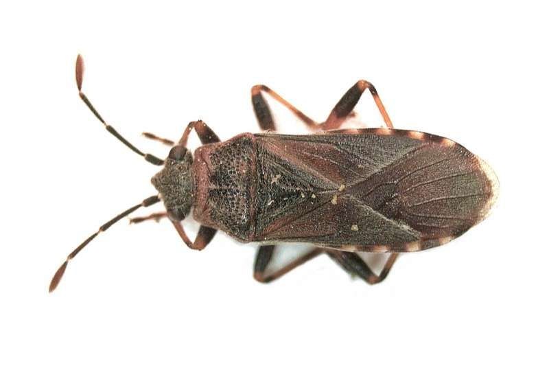 Elmer Insect Elm seed bug How to identify it? - Picture Insect