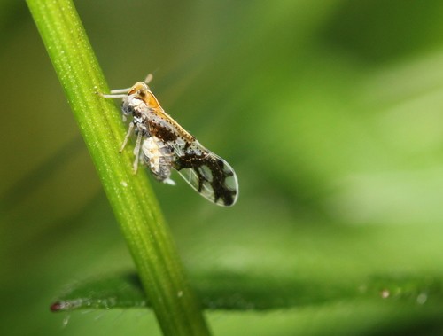Liburniella (Liburniella)
