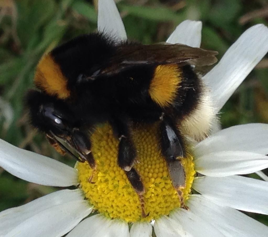 Земляной шмель (Bombus terrestris) - Picture Insect