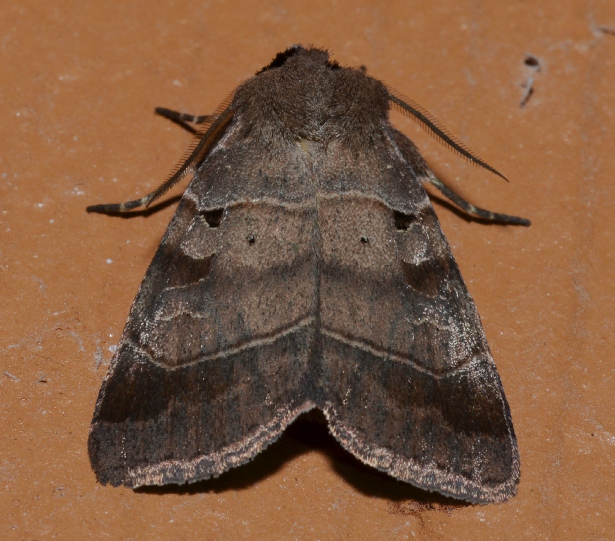 Agnorisma (Agnorisma)