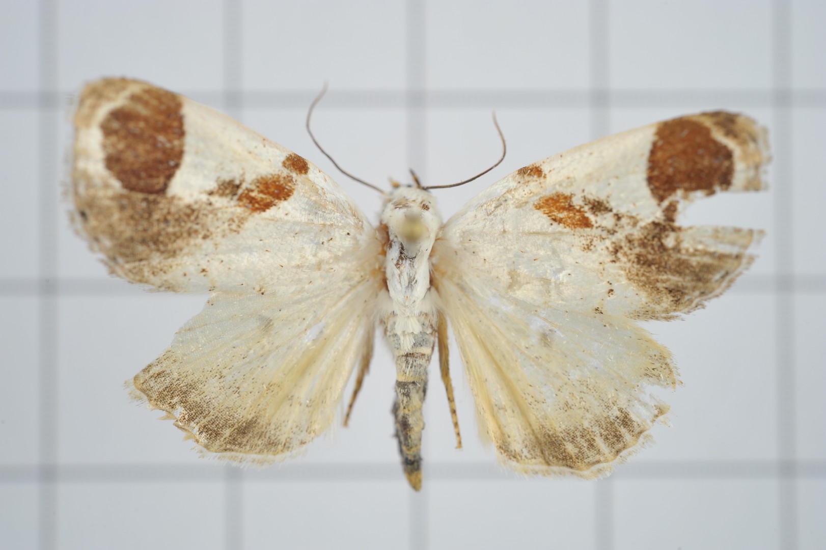 Sphragifera (Sphragifera)