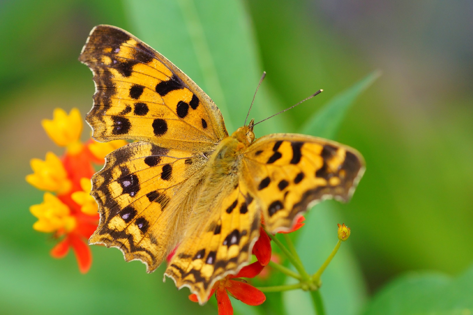 Углокрыльница с-золотое (Polygonia c-aureum) - Picture Insect