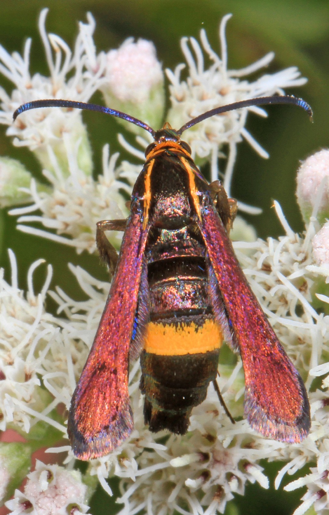 Carmenta (Carmenta)