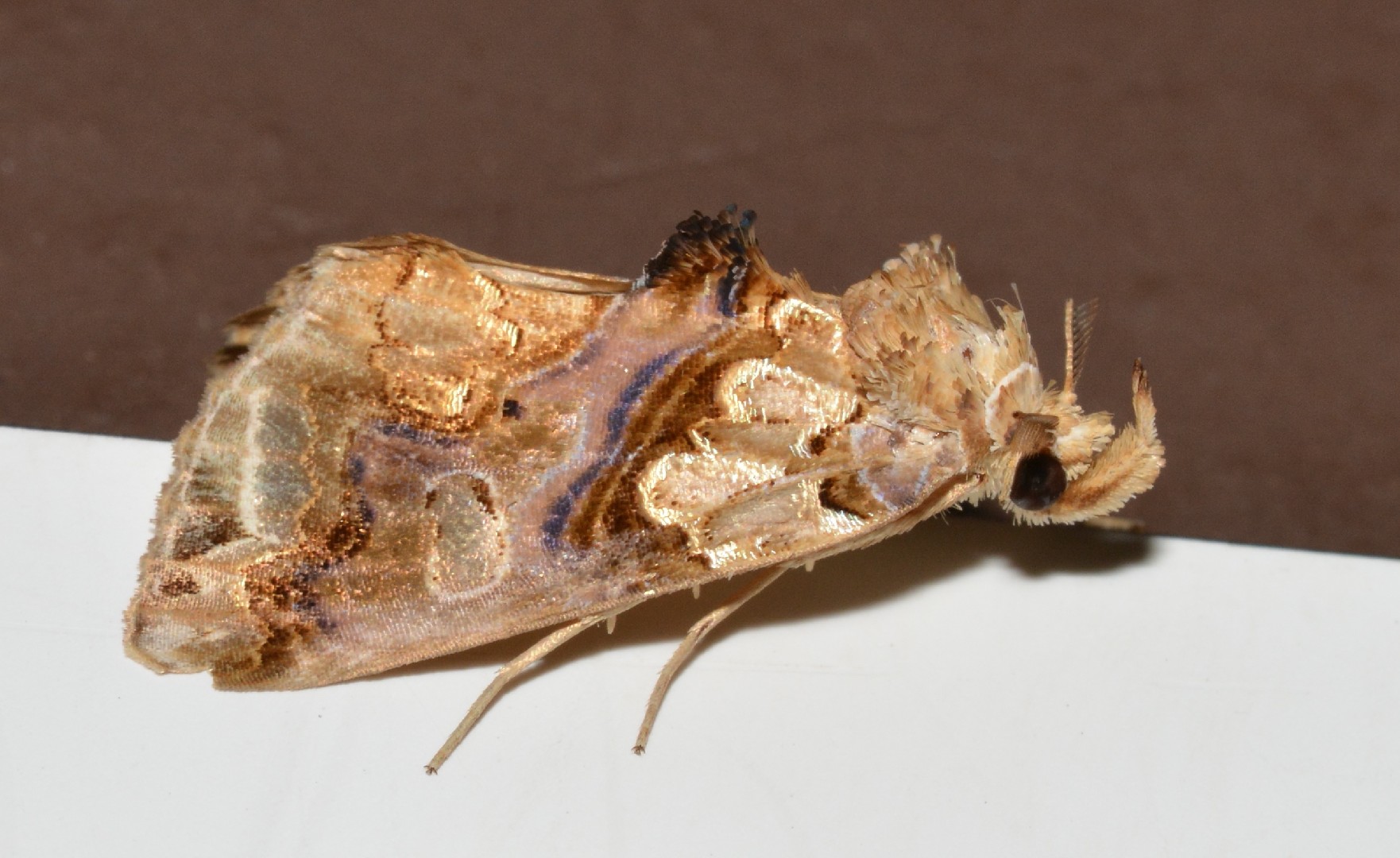 Moonseed moth