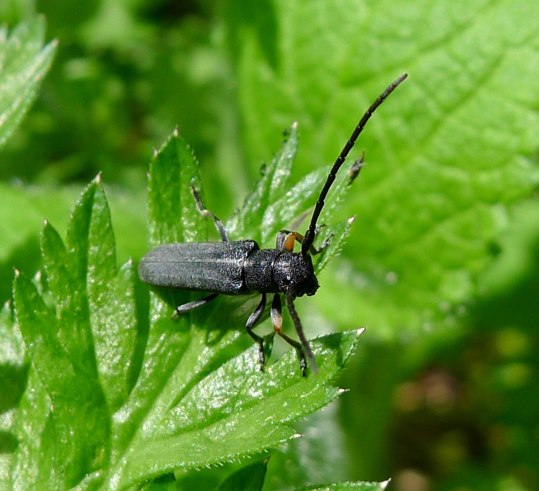 Зонтичный усач (Phytoecia cylindrica) - Picture Insect