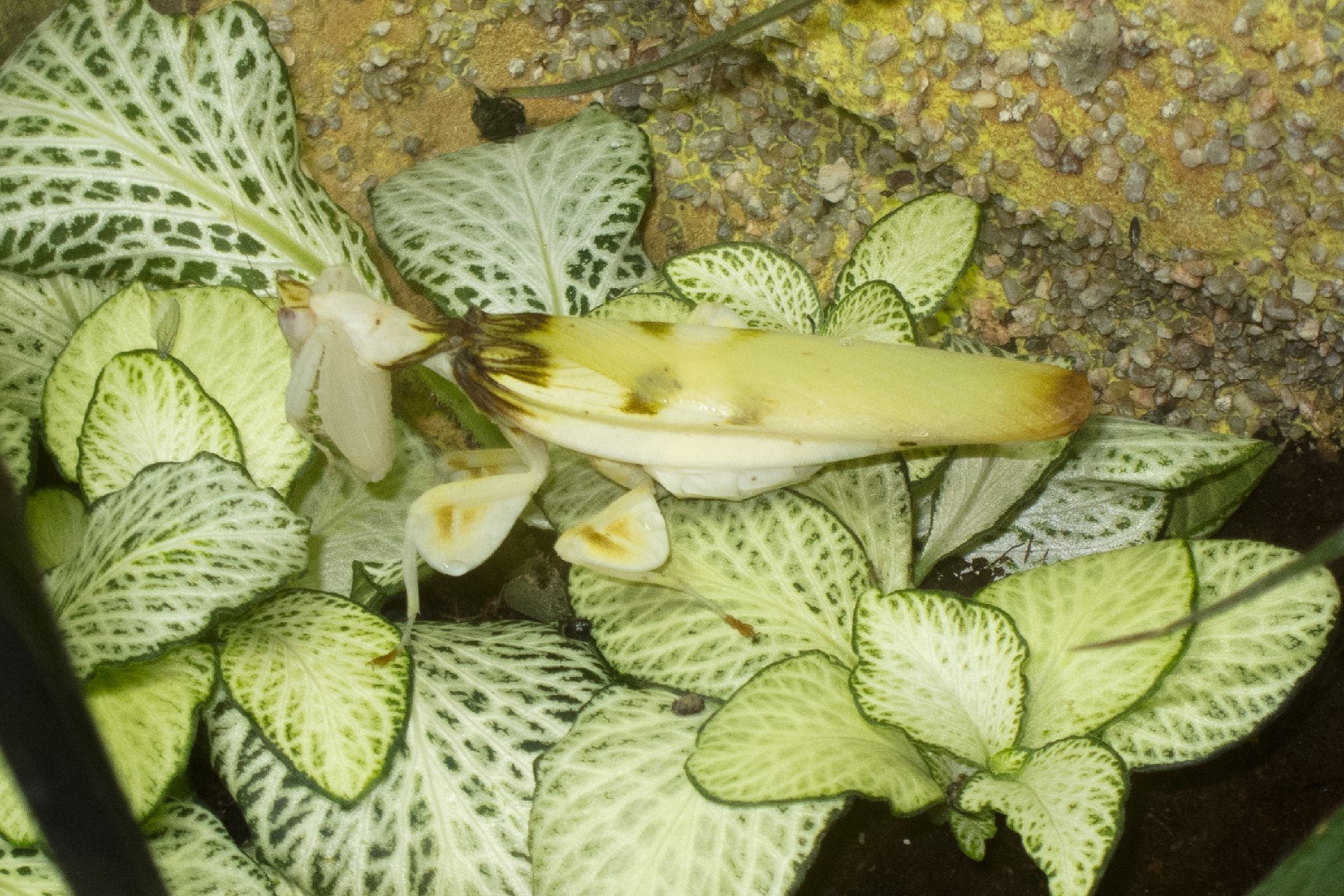 ハナカマキリ（花螳螂） (Hymenopus coronatus) - Picture Insect