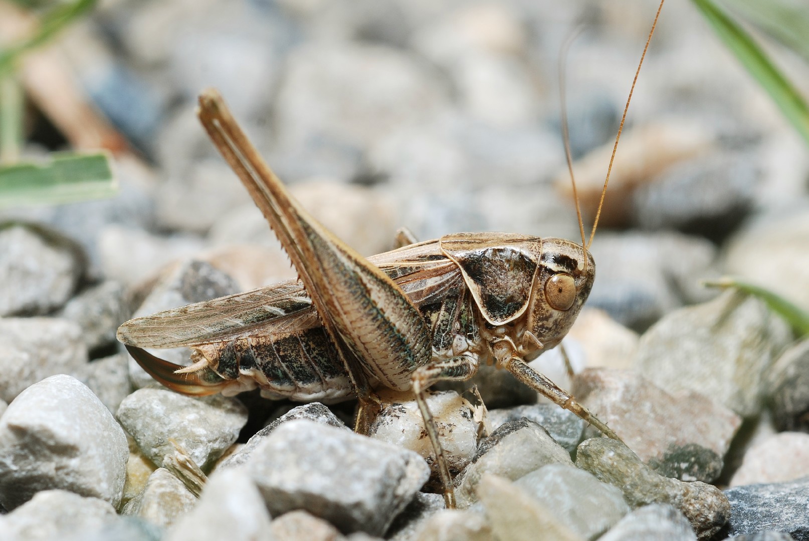Brown-spotted bush-cricket