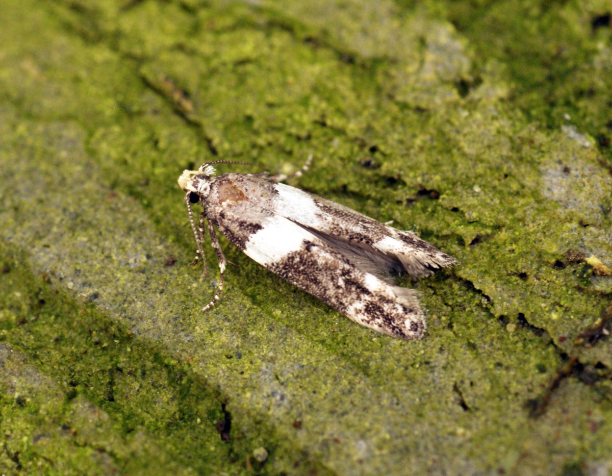 Recurvaria (Recurvaria)