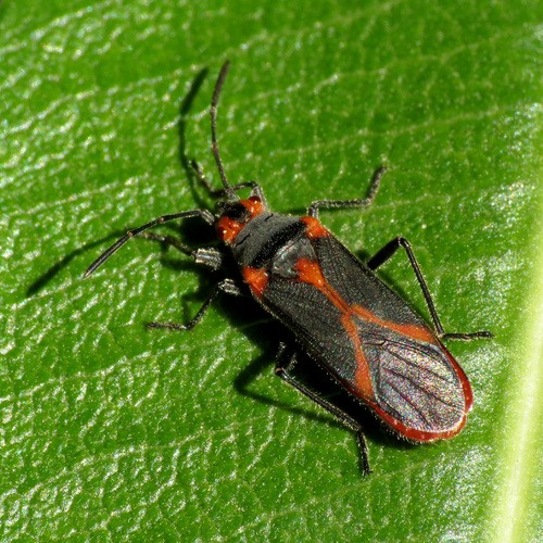 新長蝽屬 (Caenocoris)