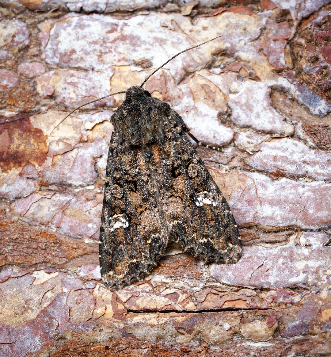 ヨトウガ属 (Mamestra)