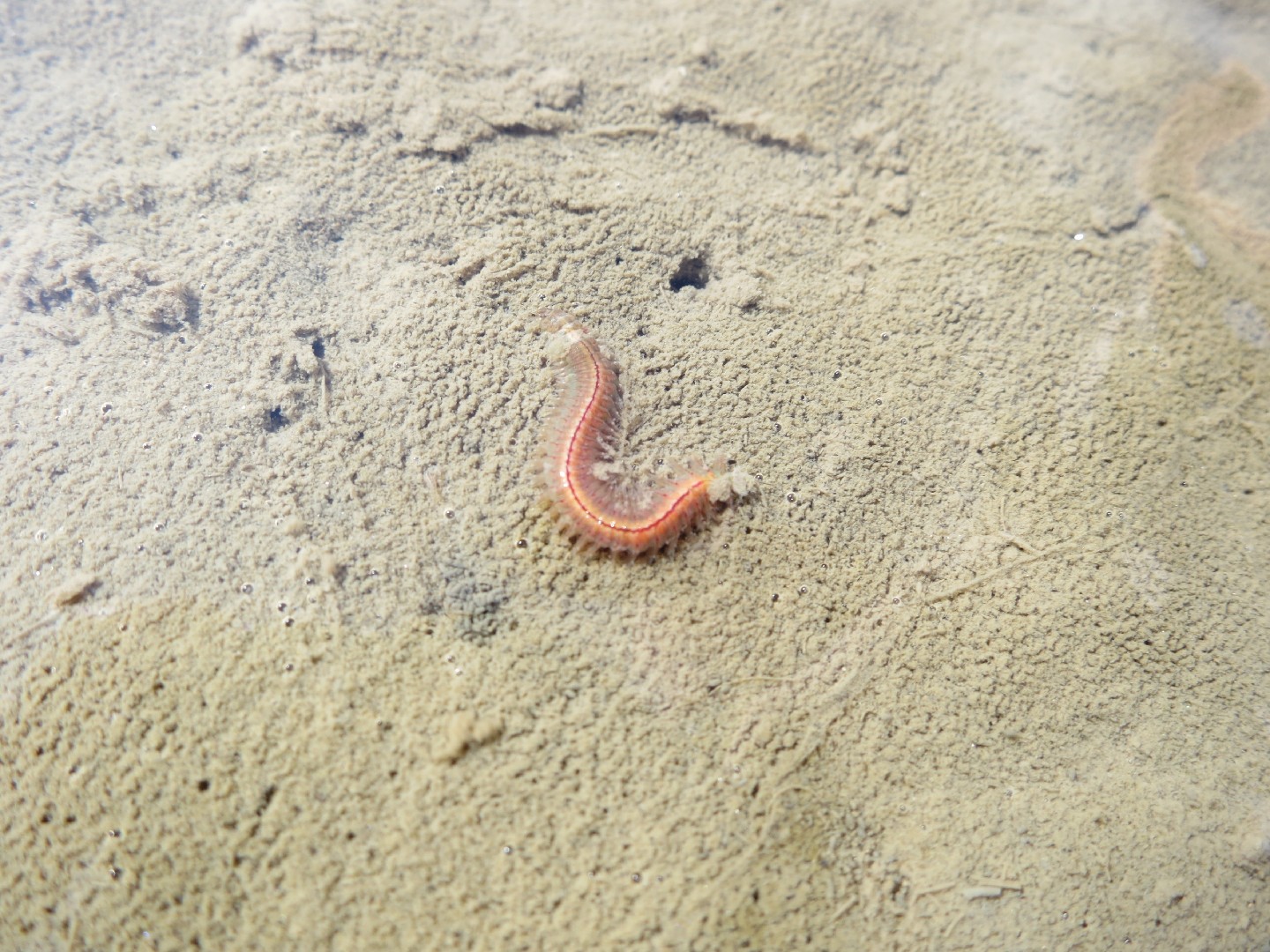 Can a lugworm bite? - Picture Insect