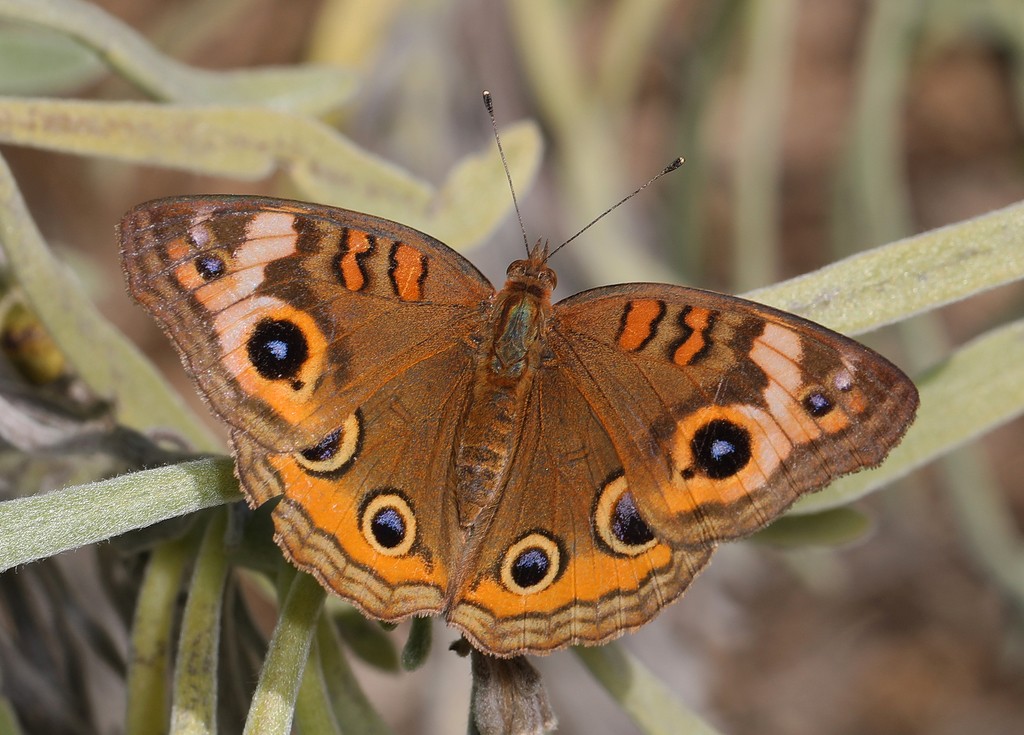 Junonia neildi