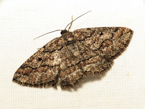 Pterospoda (Pterospoda)