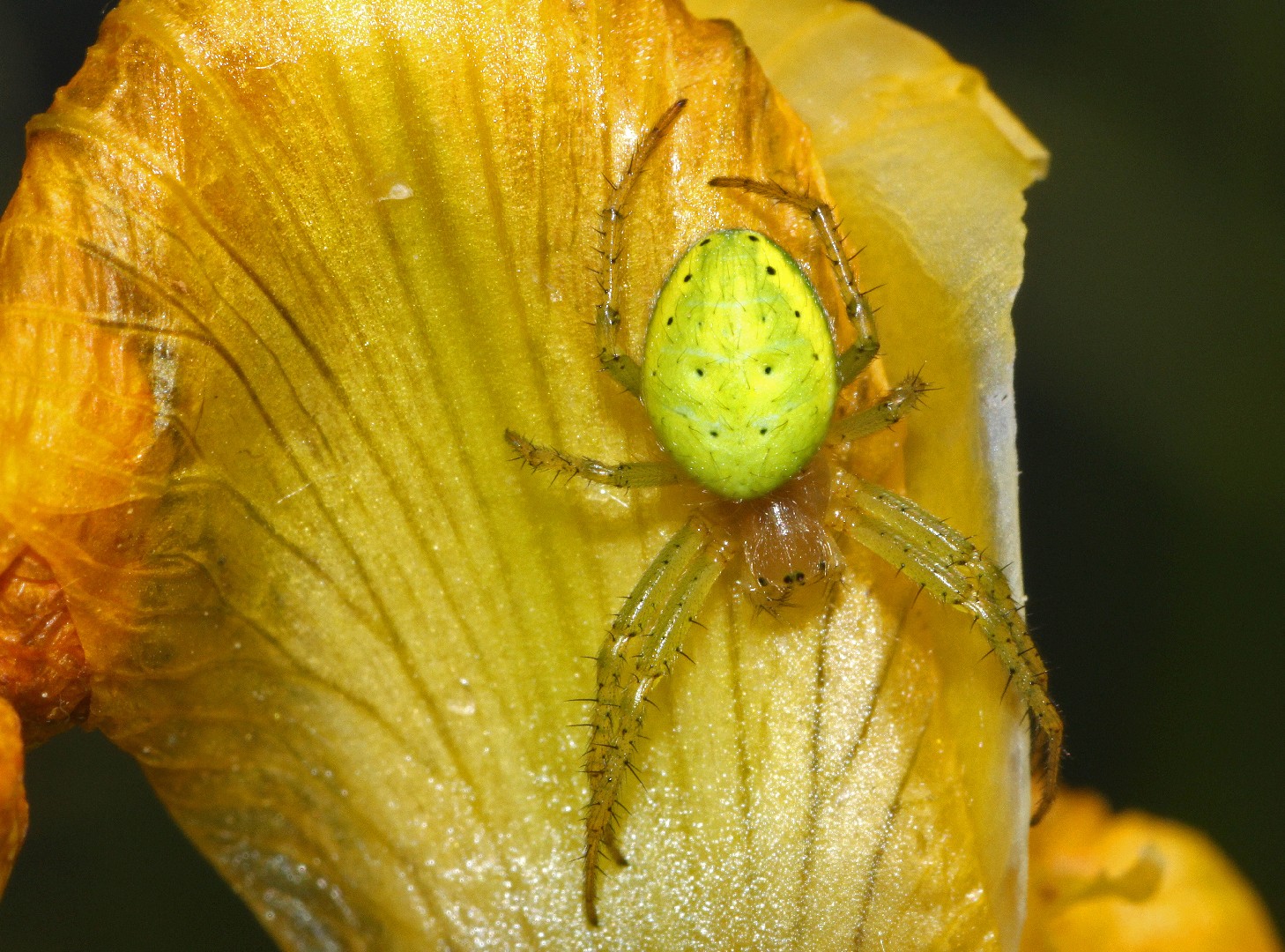 Aranha-pepino verde (Araniella cucurbitina) - Picture Insect