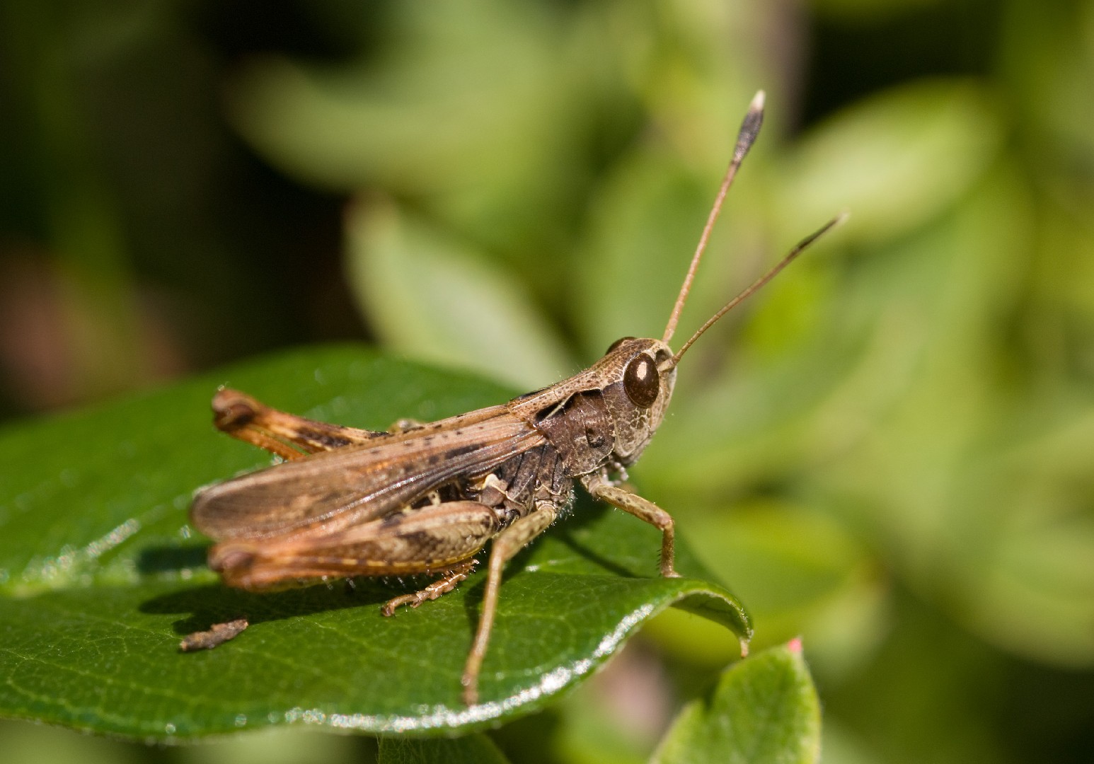 Gomphocerippus (Gomphocerippus)