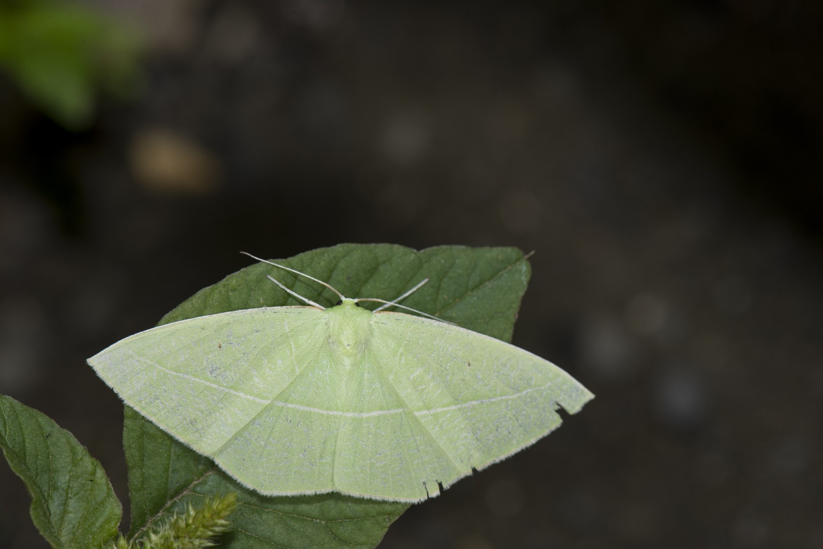 茶斑尺蛾屬 (Tanaoctenia)
