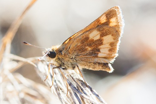 Woodland skipper (Ochlodes sylvanoides)