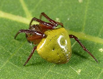 ハラビロミドリオニグモ (Araneus viridiventris) Picture Insect