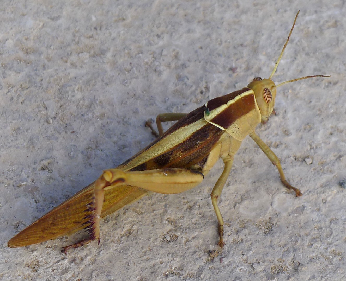 Weta