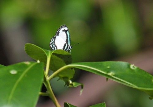 Small green banded blue