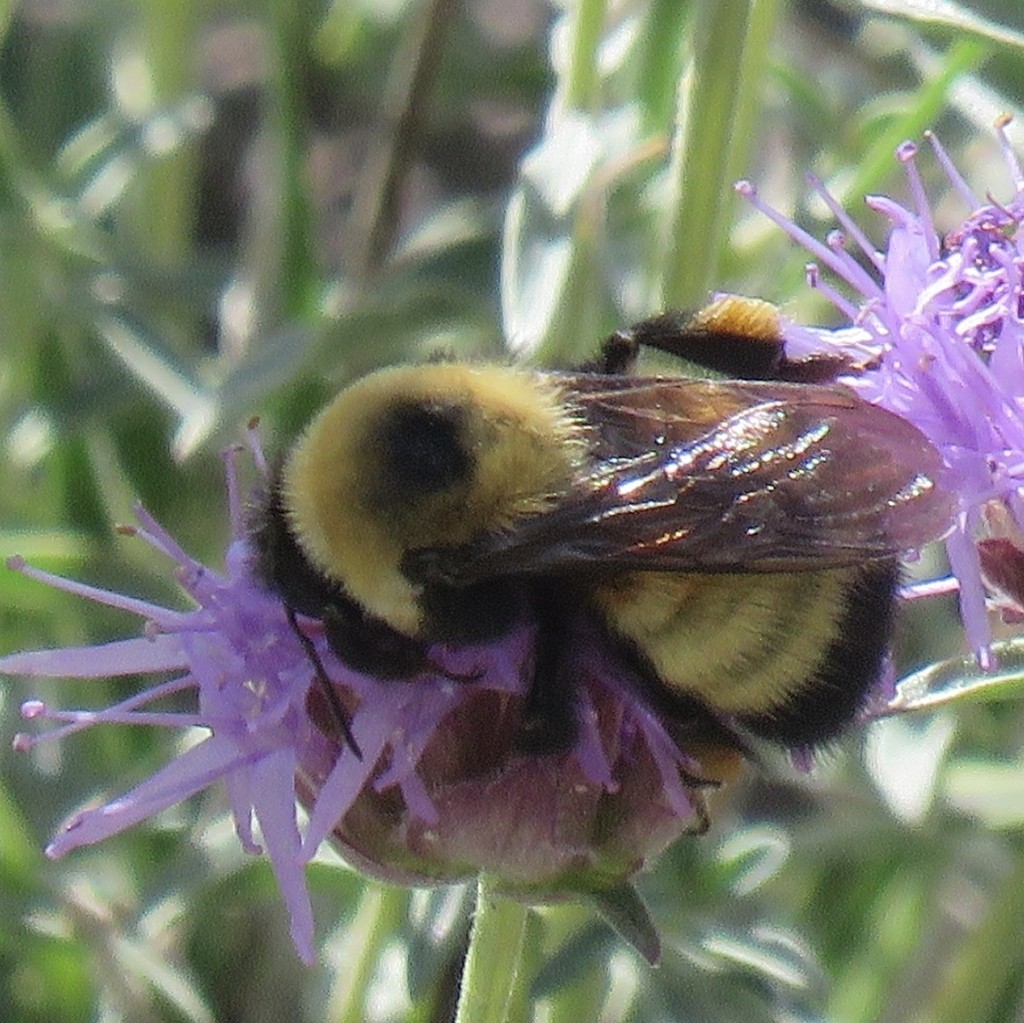 Bombus morrisoni (Bombus morrisoni) - Picture Insect