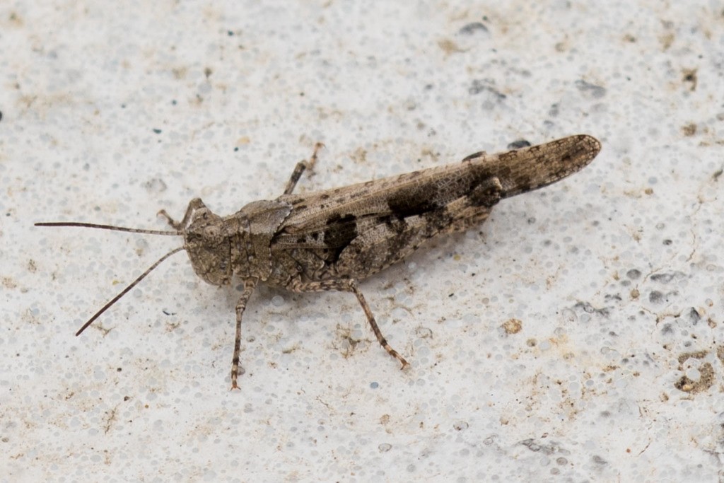 Groove-headed grasshopper