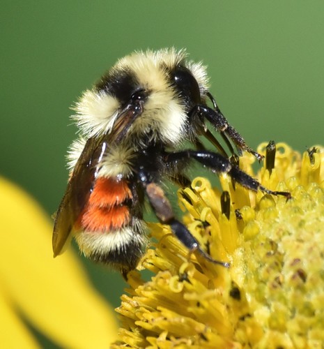 Hunt's bumble bee (Bombus huntii) - Picture Insect