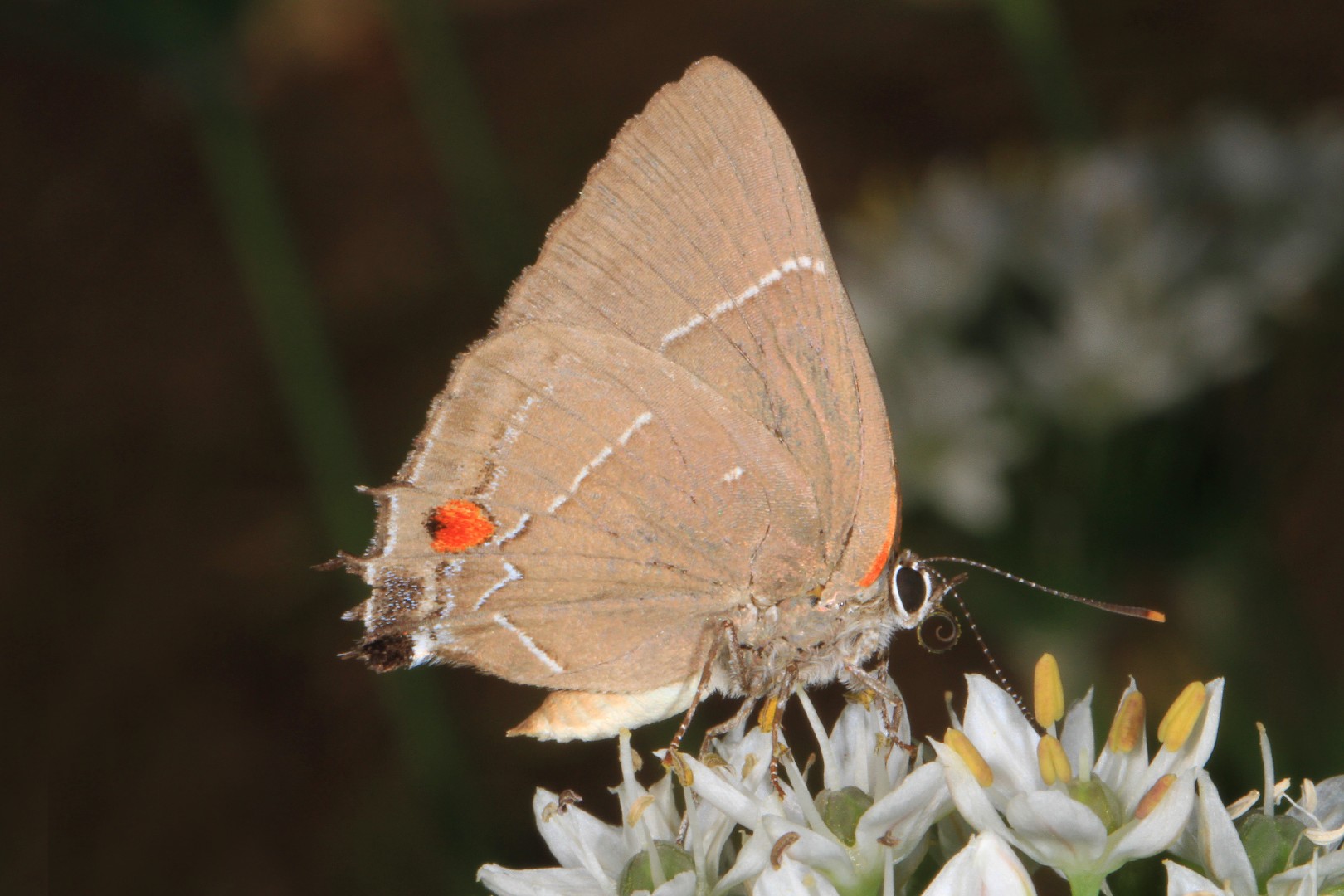 Parrhasius (Parrhasius)