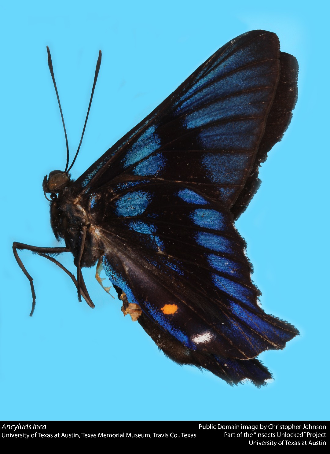 Ancyluris (Ancyluris)