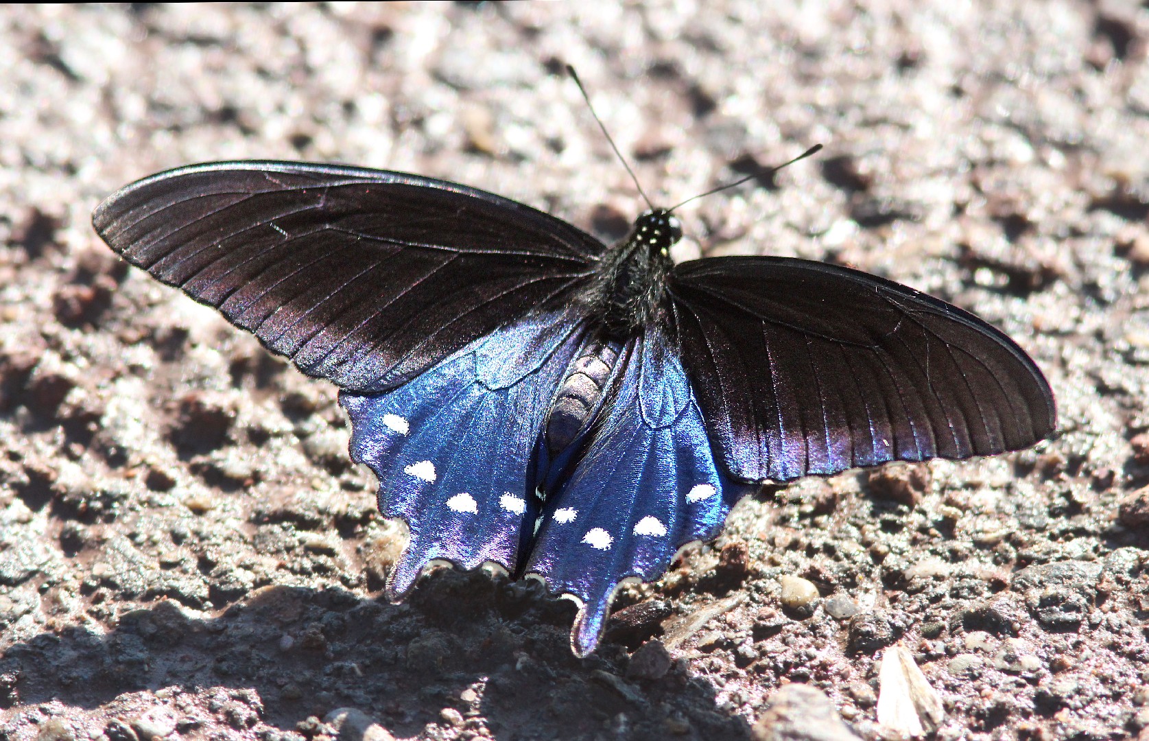 アオジャコウアゲハ 見分け方 - Picture Insect