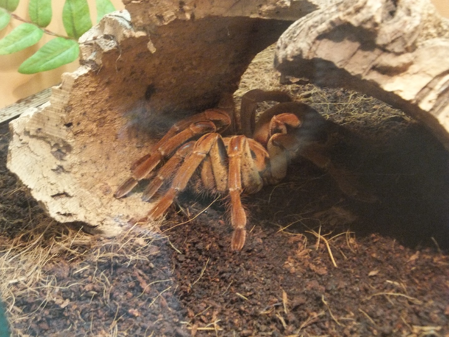 ゴライアスバードイーター (Theraphosa blondi) - Picture Insect