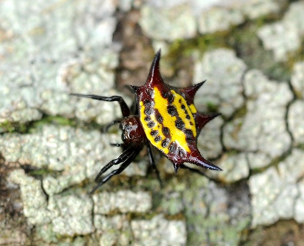 Gasteracantha curvispina