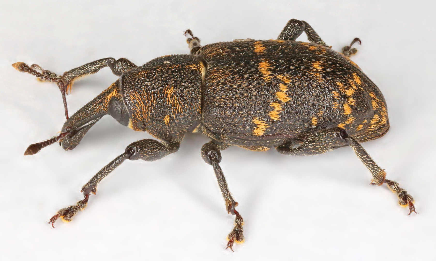 Large pine weevil (Hylobius abietis)