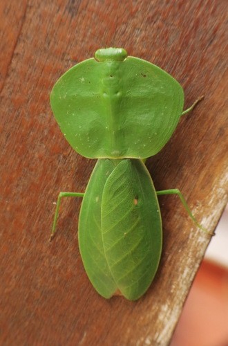 Mantis de escudo (Choeradodis)