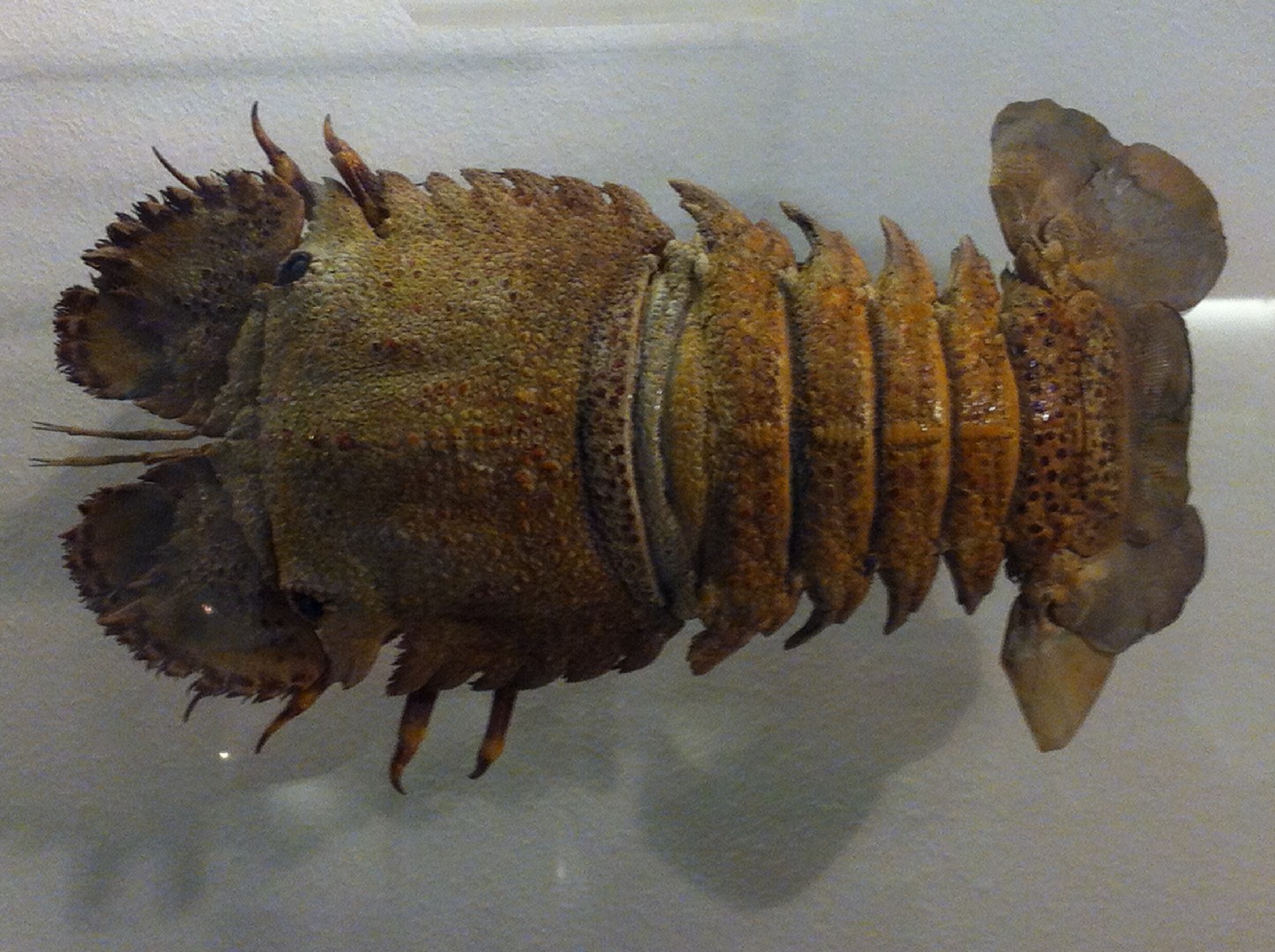 Sculptured mitten lobster