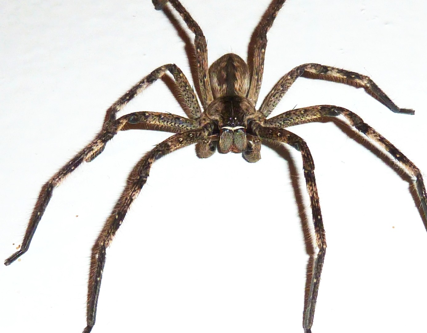 Common Spiders to Watch for In Colorado | Poisonous and Non-Venomous Species
