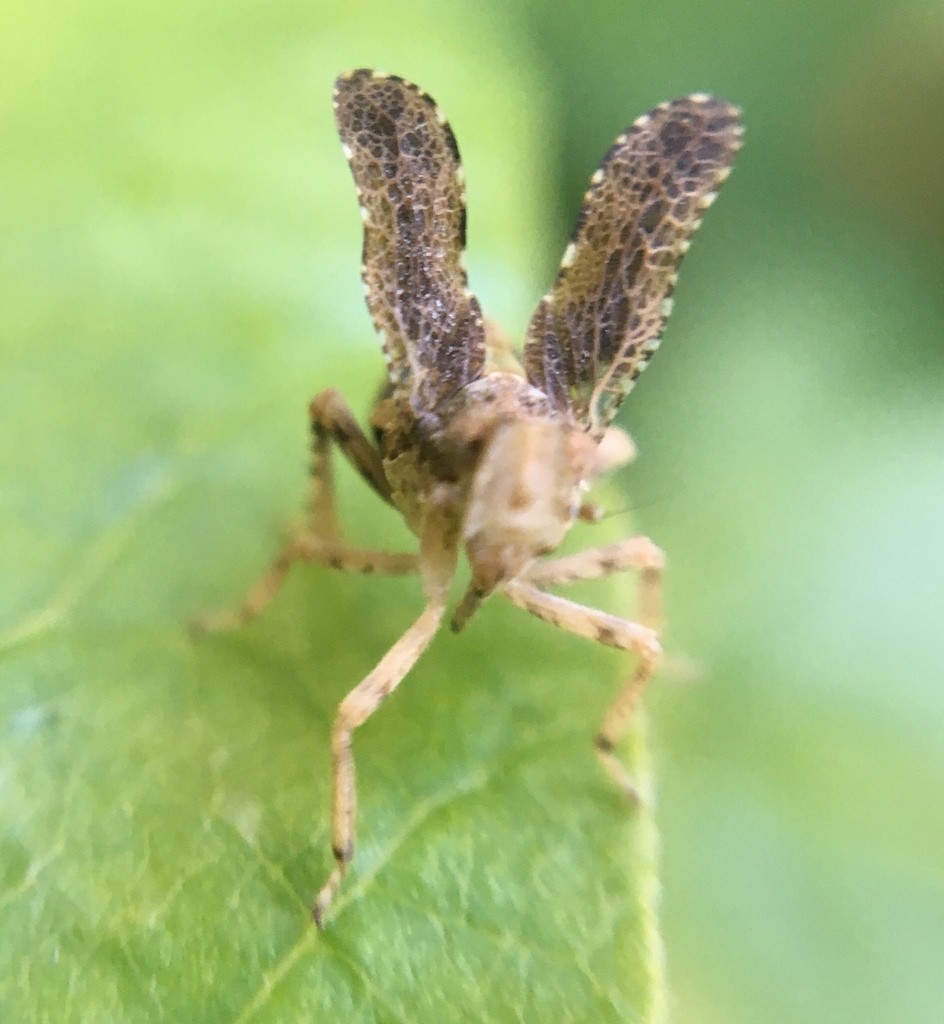 Danepteryx (Danepteryx)