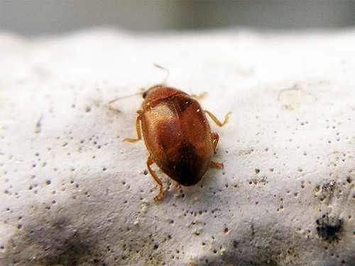 Scale-stalking lady beetles (Rhyzobius)