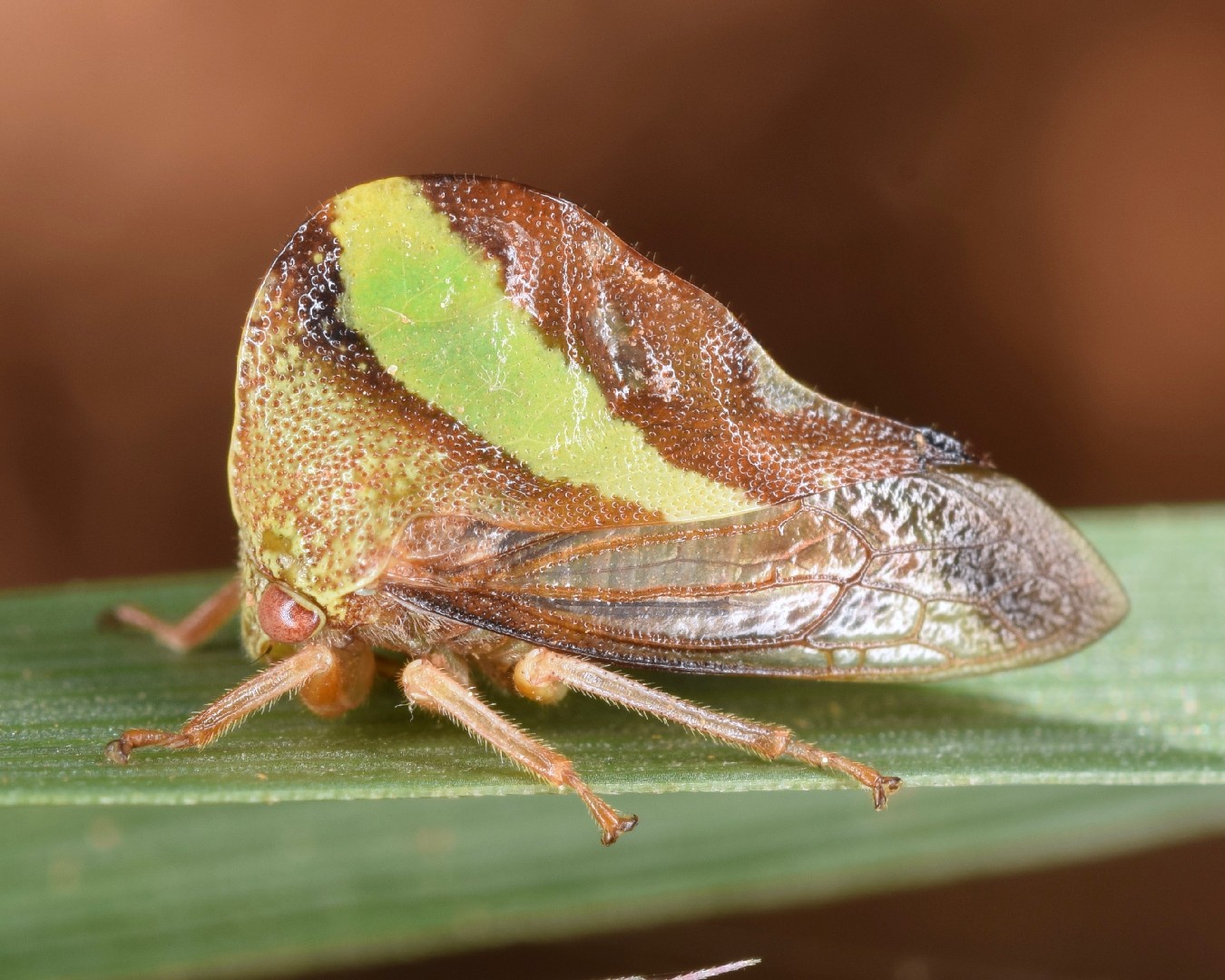 Smilia (Smilia)