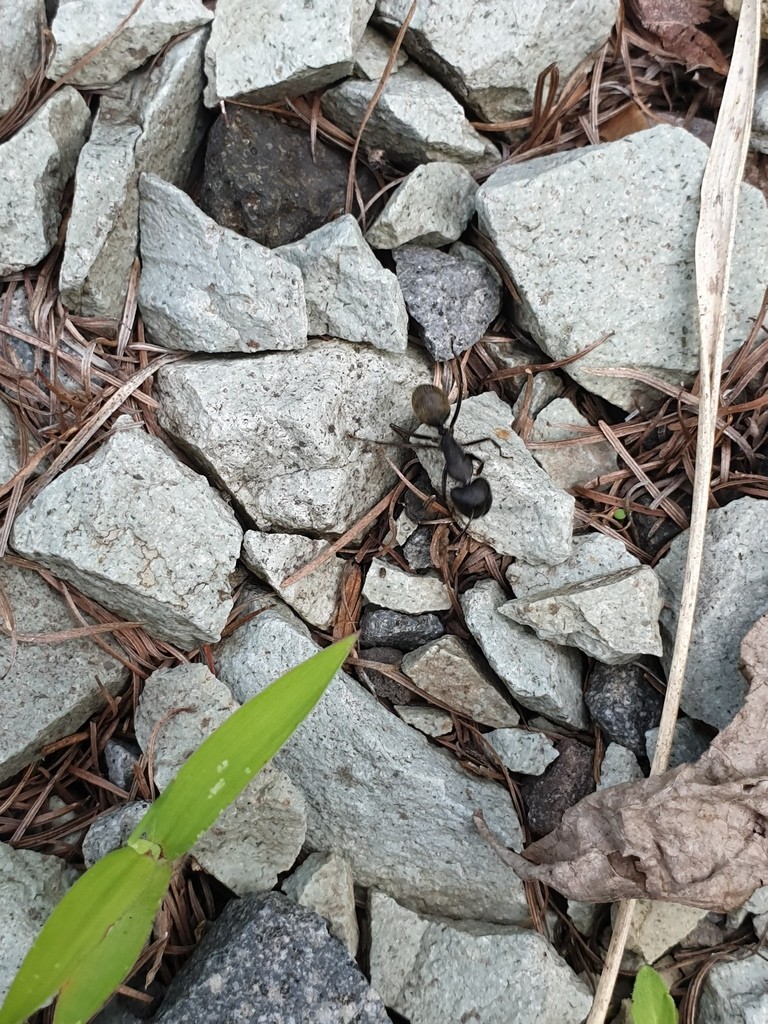 Японский муравей-древоточец (Camponotus japonicus) - Picture Insect