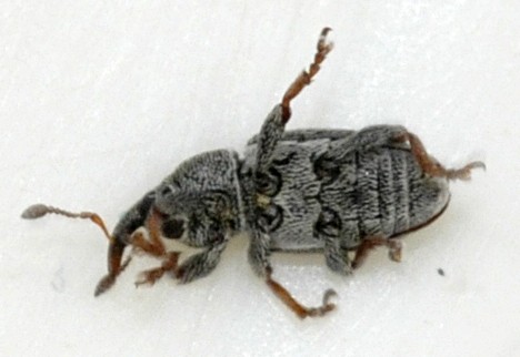 Tychius (Tychius)