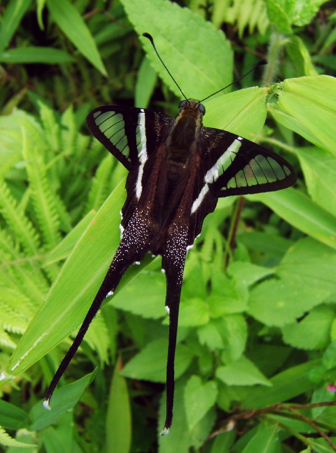 Lamproptera (Lamproptera)