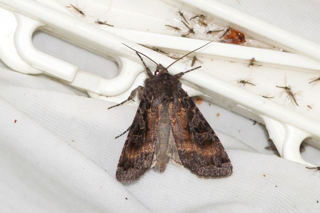 Eurois astricta (Eurois astricta) Picture Insect