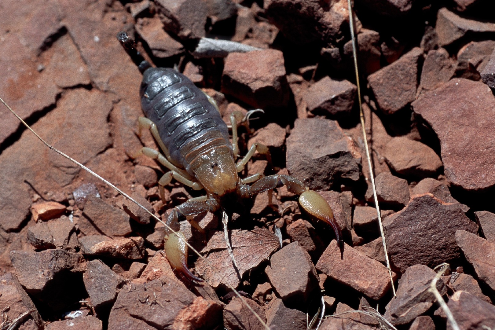 Opistophthalmus carinatus (Opistophthalmus carinatus) - Picture Insect