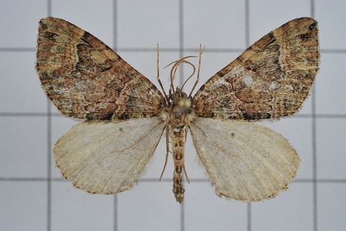 Gonanticlea (Gonanticlea)